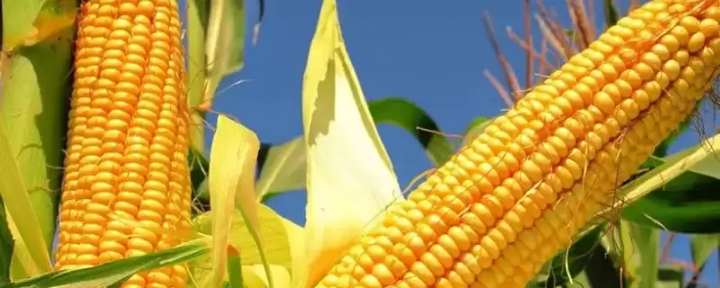 沈玉33号玉米种子简介，中抗茎基腐病（1-5级)的抗病能力-会东网
