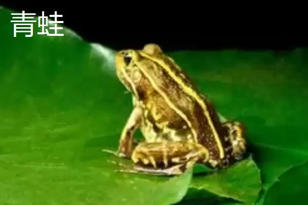 图片[6]-青蛙和田鸡的区别，二者均可养殖的特点介绍-会东网