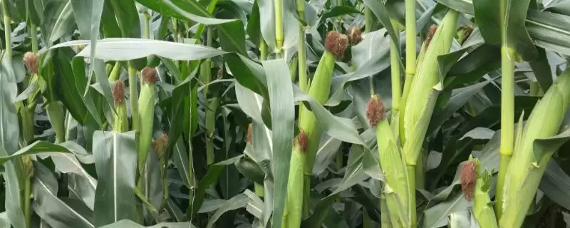 新引KWS9384玉米种子介绍及防治茎腐病和大斑病要点？-会东网