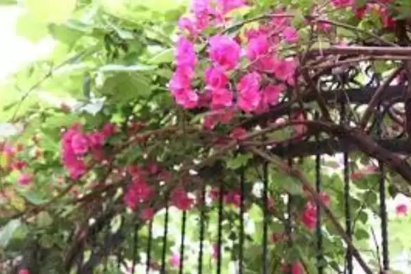 图片[7]-植物分为哪两个大类(植物分为种子植物和孢子植物)？-会东网