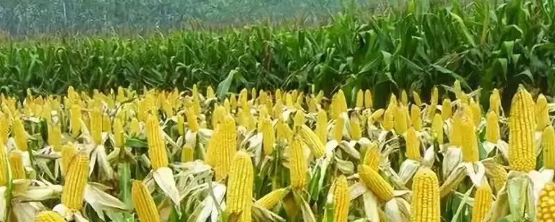 忻抗14玉米品种简介及高抗矮花叶病情况？-会东网