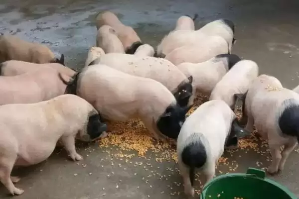 图片[4]-小香猪养殖方法及每圈饲养数量要点？-会东网