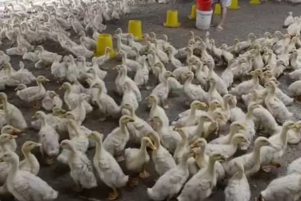 图片[4]-养殖肉鸭怎么节省饲料(养殖肉鸭节省饲料的方法)？-会东网