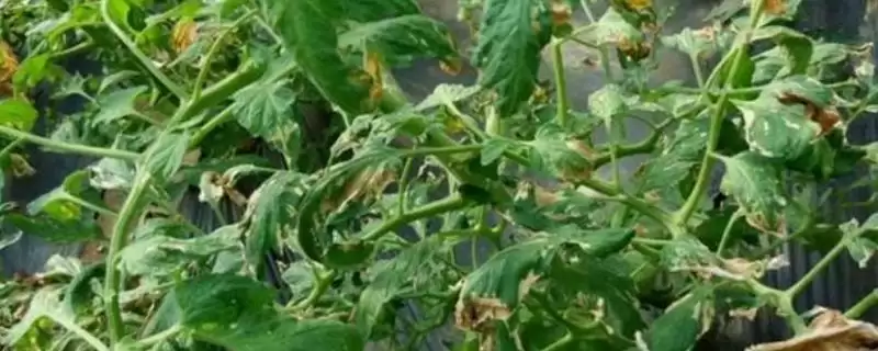怎么防治番茄缺素症(防治番茄缺素症的方法有哪些)?-会东网