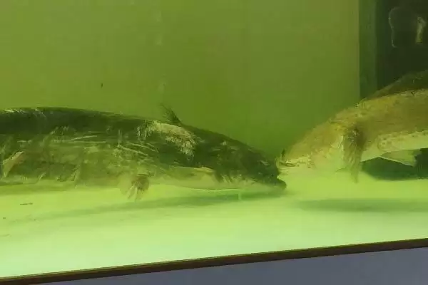 图片[7]-怎么养殖大口鲶(养殖大口鲶的方法和注意事项有哪些)？-会东网