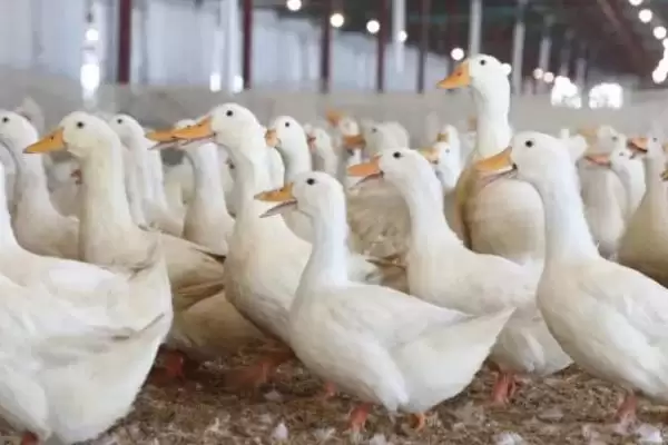 图片[2]-养殖肉鸭怎么节省饲料(养殖肉鸭节省饲料的方法)？-会东网