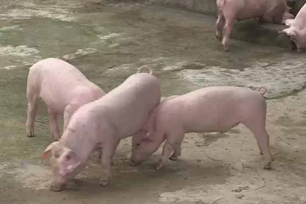 图片[3]-养殖白猪不养黑猪的原因(养殖白猪不养黑猪原因是什么)？-会东网