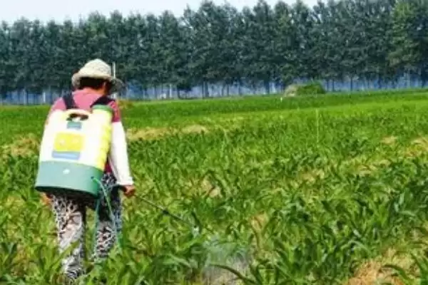 图片[2]-玉米有钻心虫如何防治(玉米钻心虫的防治方法有哪些)？-会东网