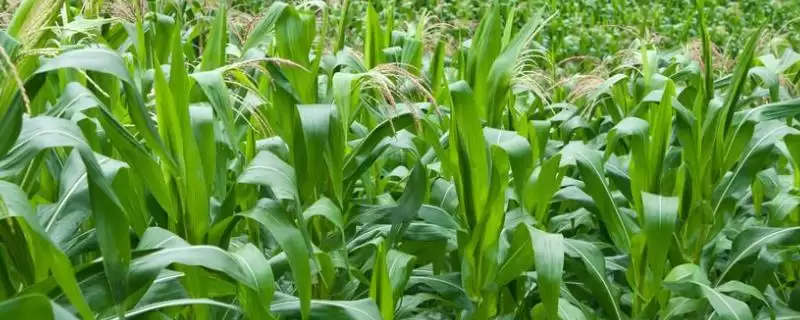 珍棒511玉米品种啥情况(珍棒511玉米品种中抗穗腐病)?-会东网