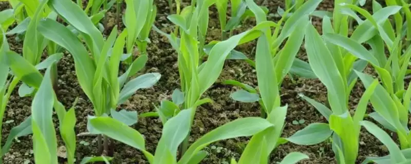 玉米的育苗方法(玉米育苗有哪些具体方法步骤)？-会东网