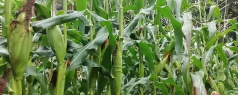 襄玉853玉米品种简介及生育期要点？-会东网