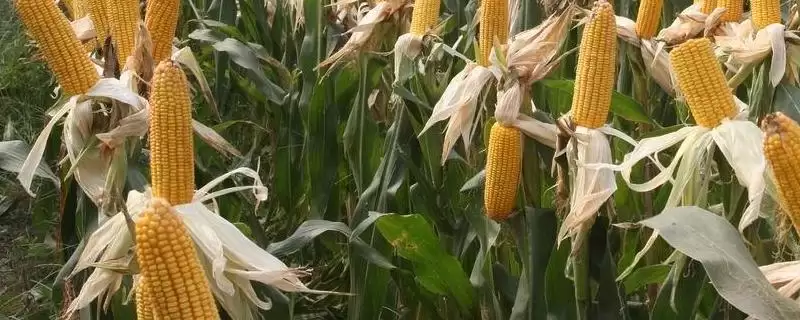 益硕372玉米种简介(益硕372玉米种情况如何)?-会东网