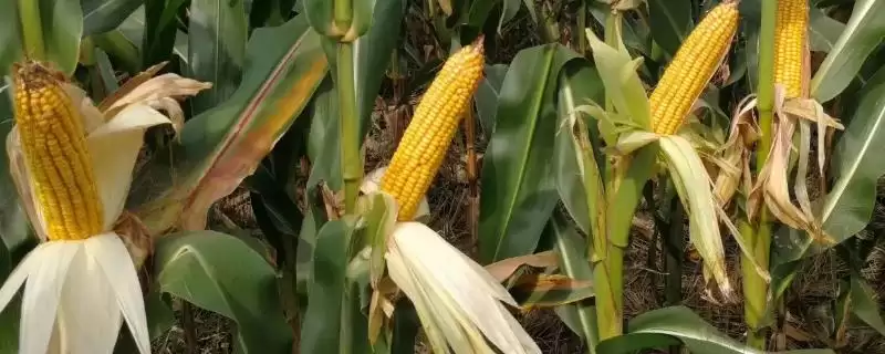 先玉1903玉米品种特性及中抗玉米螟情况？-会东网