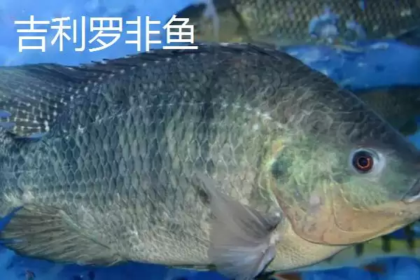 图片[4]-珍珠罗非鱼的产地在哪(珍珠罗非鱼原产于南非)？-会东网