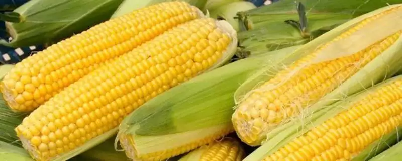 正红818玉米种子有啥特点(正红818玉米种子苗期注意防治地下害虫)？-会东网