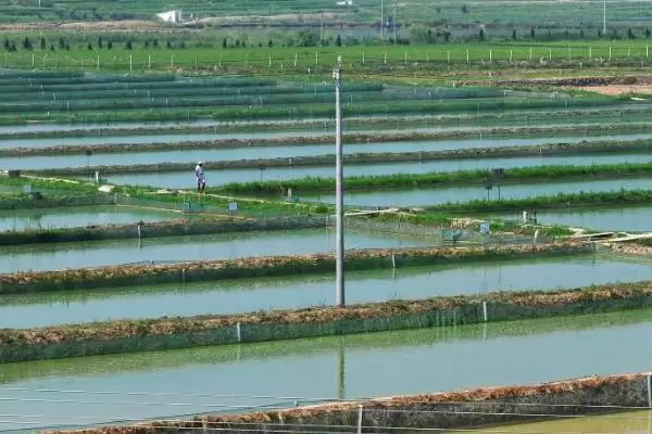图片[12]-小龙虾怎么养殖(小龙虾养殖需清塘消毒、培育浮游生物后放虾苗)？-会东网