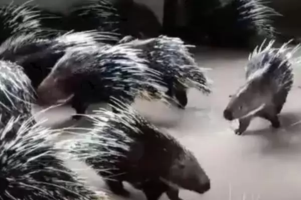 图片[3]-养殖豪猪的销路(养殖豪猪的销路在哪里)？-会东网