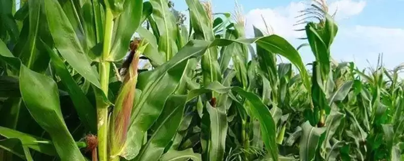 张单777玉米品种有啥特性(张单777玉米品种适宜密度为4500株／亩左右)？-会东网