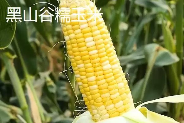 图片[3]-重庆市綦江有啥特产(重庆市綦江特产黑山方竹笋为中国独有)？-会东网