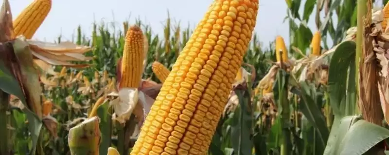 先玉1111玉米种子特征特性及中抗弯孢菌叶斑病情况？-会东网
