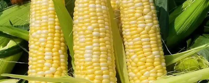 西山黄糯玉米种子特点及施尿素要点？-会东网