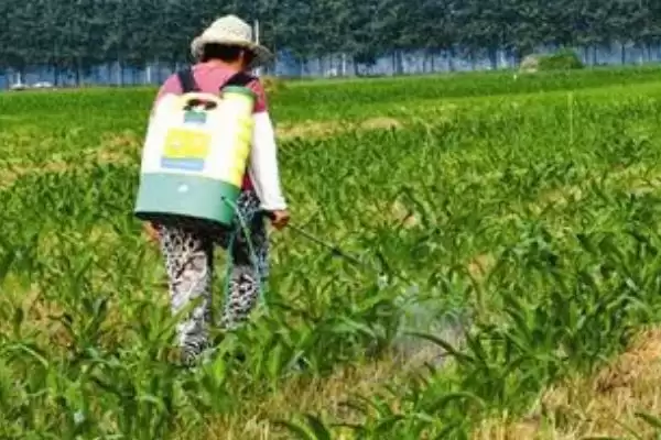 图片[2]-玉米控旺剂能和杀虫剂一起用吗(玉米控旺剂能否与杀虫剂混用)？-会东网