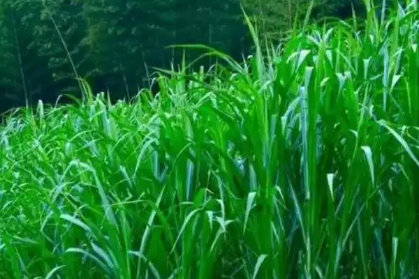图片[5]-种草十亩地能养多少牛(种草十亩地产量高的话能养30头牛左右)？-会东网