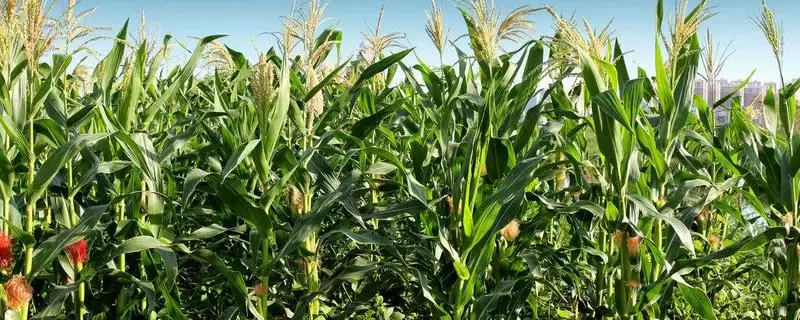 中单89玉米品种啥情况(中单89玉米品种中抗纹枯病)？-会东网