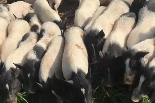 图片[4]-养殖香猪的前景(养殖香猪前景好不好)？-会东网