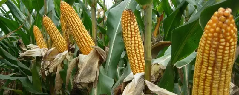 熙玉505玉米种子特点及适宜播期？-会东网