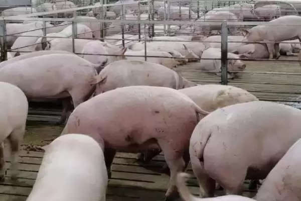 图片[5]-养猪需要办理什么手续(养猪需办哪些手续)？-会东网