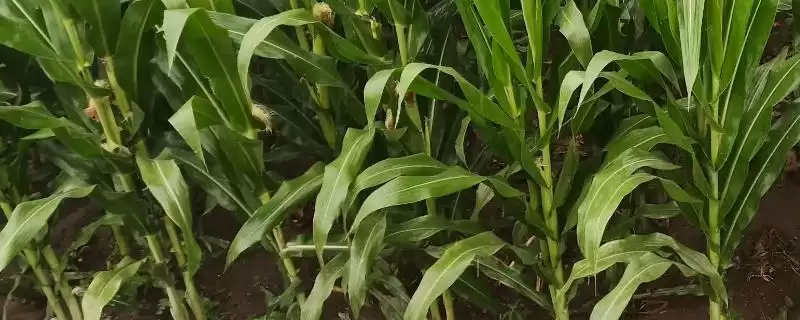 豫禾863玉米品种的特性(豫禾863玉米品种特性是什么)？-会东网