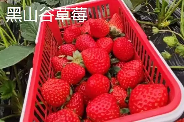 图片[7]-重庆市綦江有啥特产(重庆市綦江特产黑山方竹笋为中国独有)？-会东网
