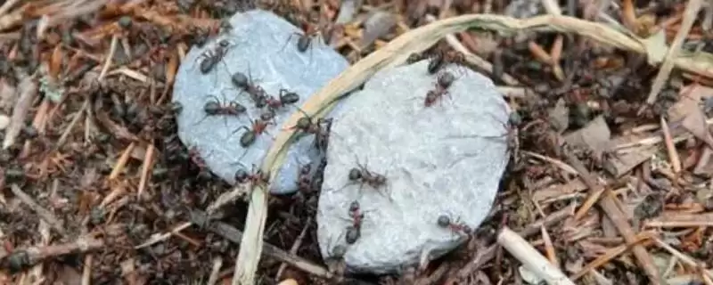 怎么人工养殖蚂蚁(人工养殖蚂蚁的方法和步骤有哪些)？-会东网