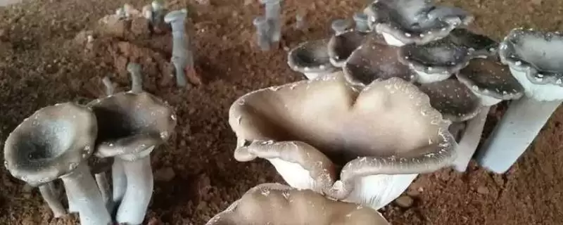 猪肚菇是什么菌类(猪肚菇是一种较常见的野生食用菌)？-会东网