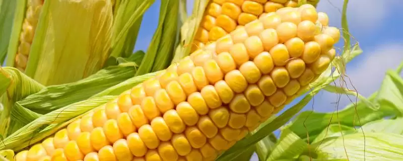 玉龙228玉米种子简介(玉龙228玉米种子情况如何简介)？-会东网