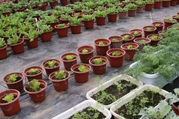 图片[3]-作物的营养临界期相关介绍，是指对养分没有太多需求、但缺少养分会导致发育不良的时期？-会东网