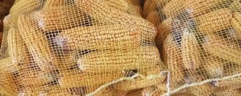 玉米种子网袋式晾晒方法(玉米种子网袋式晾晒方法有哪些步骤)？-会东网