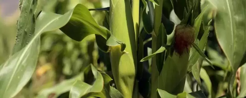 裕丰303R玉米种子介绍(裕丰303R玉米种子情况如何介绍)?-会东网