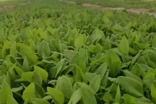 图片[2]-作物的营养临界期相关介绍，是指对养分没有太多需求、但缺少养分会导致发育不良的时期？-会东网