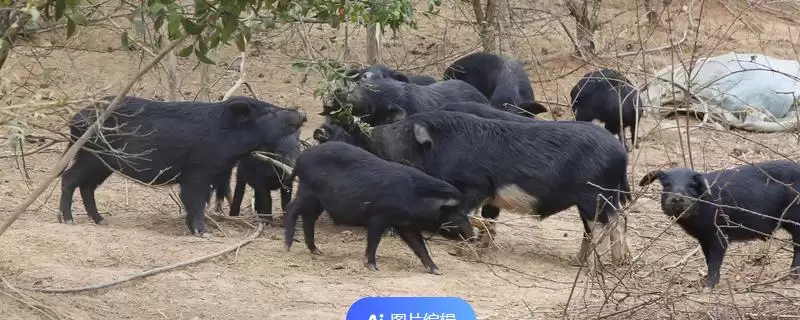 小香猪养殖方法及每圈饲养数量要点?-会东网