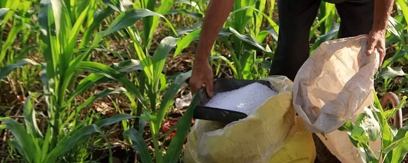 玉米底肥用多少斤(玉米底肥的用量一般是多少)？-会东网