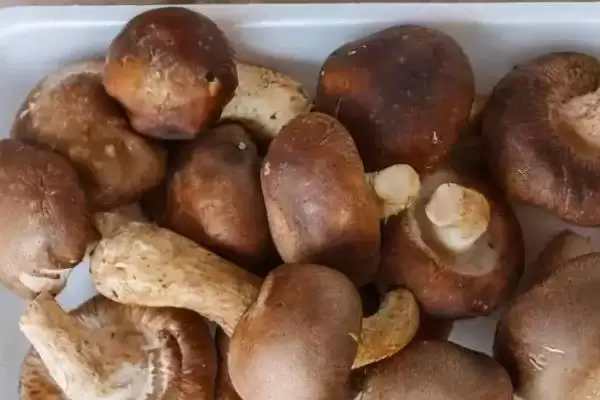 图片[8]-蘑菇怎么种植(蘑菇种植需将基质装入菇袋灭菌处理后接种)？-会东网