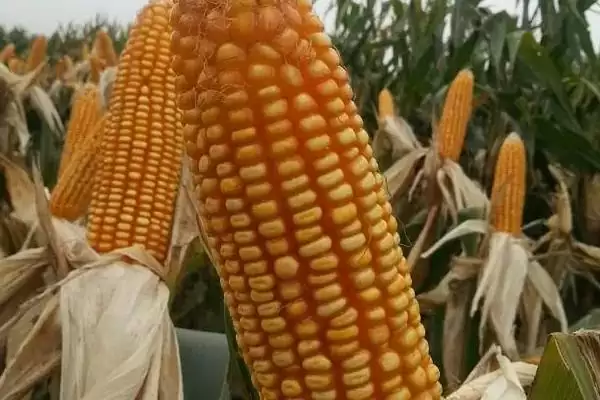 图片[3]-筑黄2号玉米品种有啥特性(筑黄2号玉米品种相关特性)？-会东网