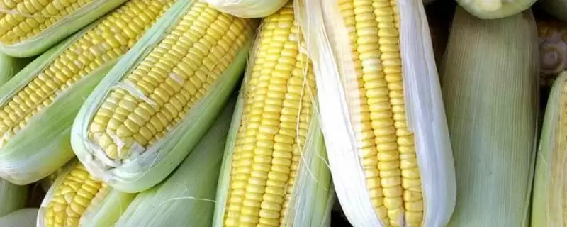 粤双色5号玉米品种简介(粤双色5号玉米品种情况如何简介)?-会东网