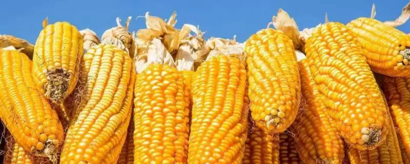 武科611玉米品种简介及中抗禾谷镰孢茎腐病情况?-会东网