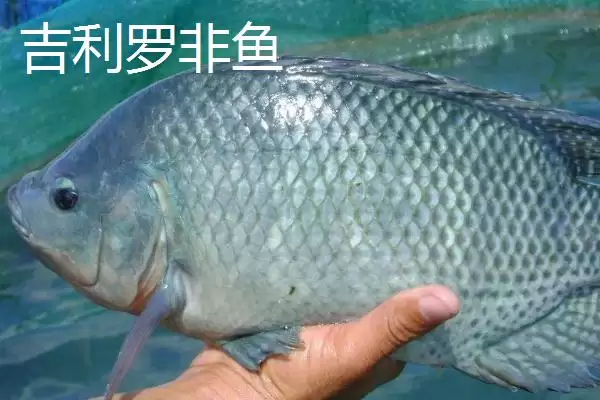 图片[3]-珍珠罗非鱼的产地在哪(珍珠罗非鱼原产于南非)？-会东网