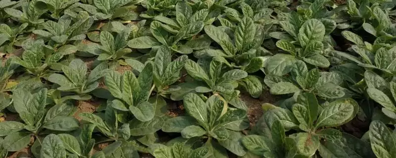 种植地黄的利润有多少(种植地黄一亩地收益为5000-7000元左右)？-会东网