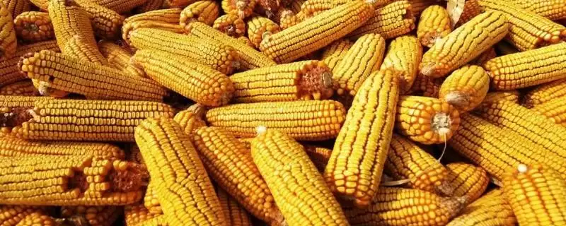 兴玉3号玉米种子介绍及抽雄期防治蚜虫要点？-会东网
