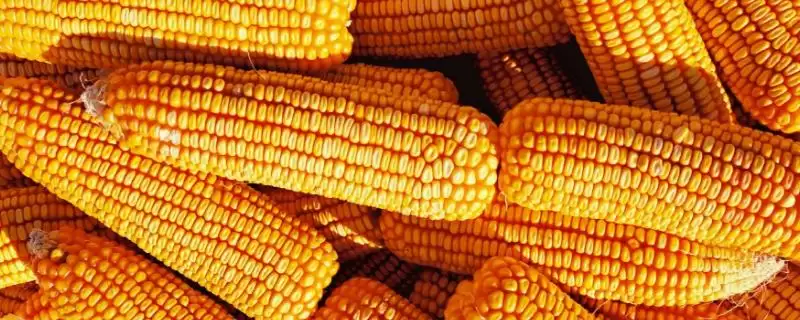 泽玉118玉米品种简介(泽玉118玉米品种情况如何简介)？-会东网
